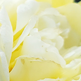 黄色いバラの写真